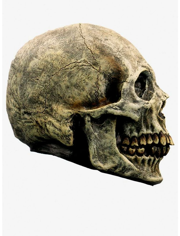 Deals ๐ Skull Decor ๐ฅ 1 Deals ๐ Skull Decor ๐ฅ